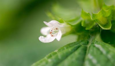 Melissa officinalis - بادرنجبویه